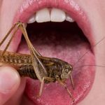 Globalisten willen dat iedereen krekels eet omdat hun exoskeletten CHITINE bevatten dat parasieten en pathogenen gebruiken als bescherming bij het infecteren van mensen en dieren